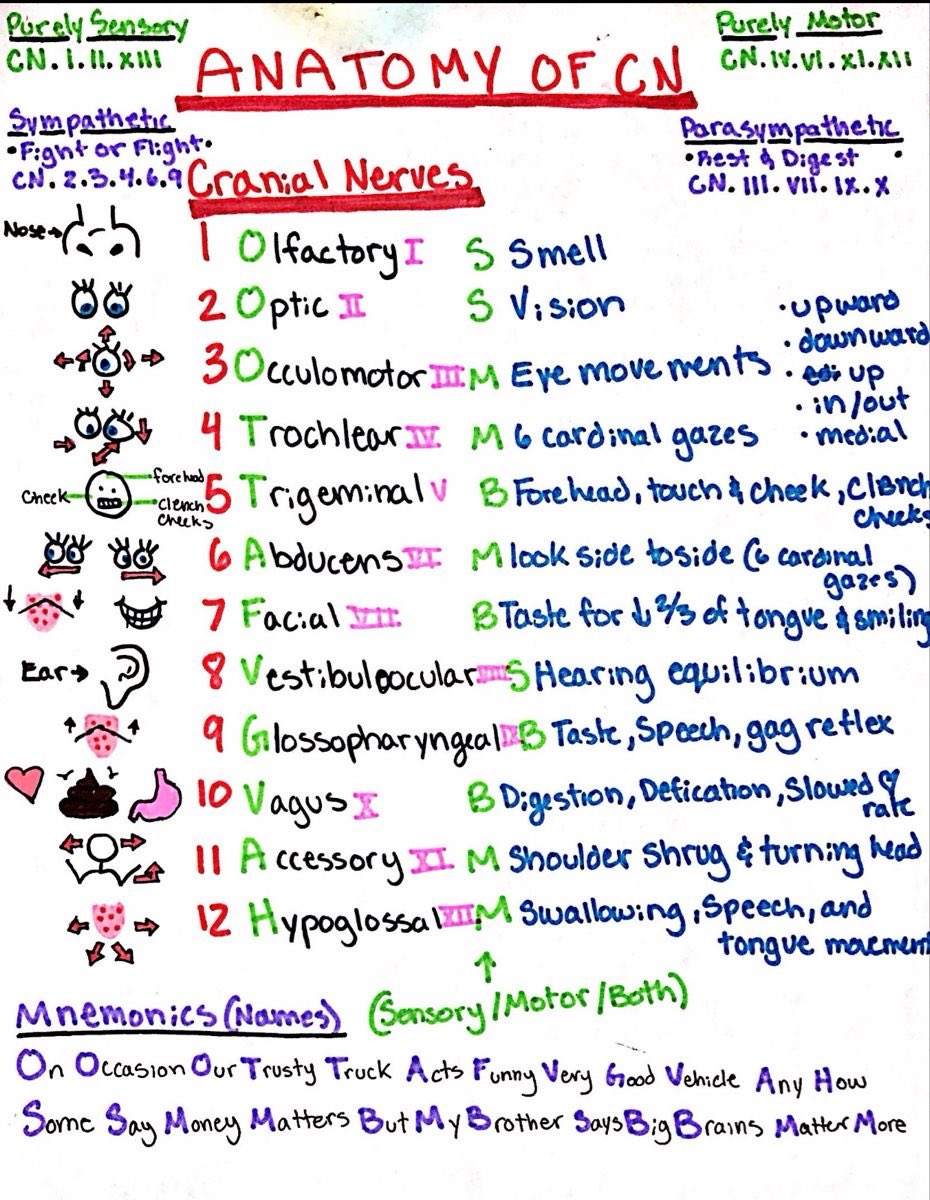 Cranial nerves