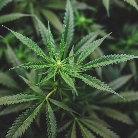 Cannabis, don’t let them lie to you, its one of the powerful medicinal herbs available to Man. Just don’t burn it🌿💚