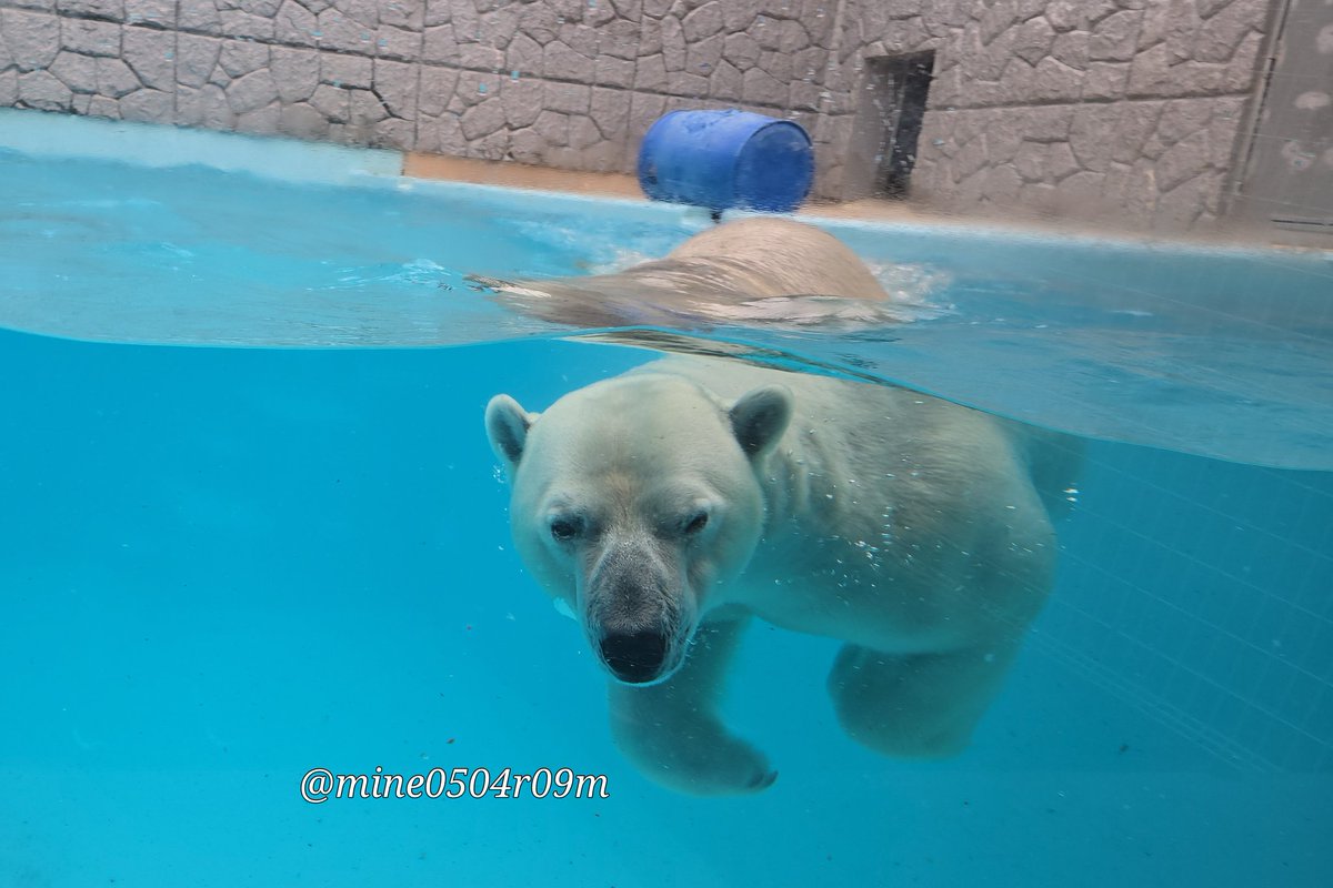 今日の日本平動物園の🐻‍❄️。 バニラちゃんとロッシー。