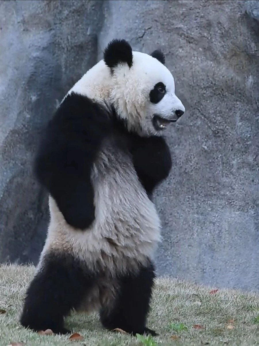 シャンシャン様♡の２歳シャンちゃん♡シャオたんレイたんBirthdayふるせっと パンダ🐼が両足で直立する愛らしい人気の姿の裏には、飼育員の方々の