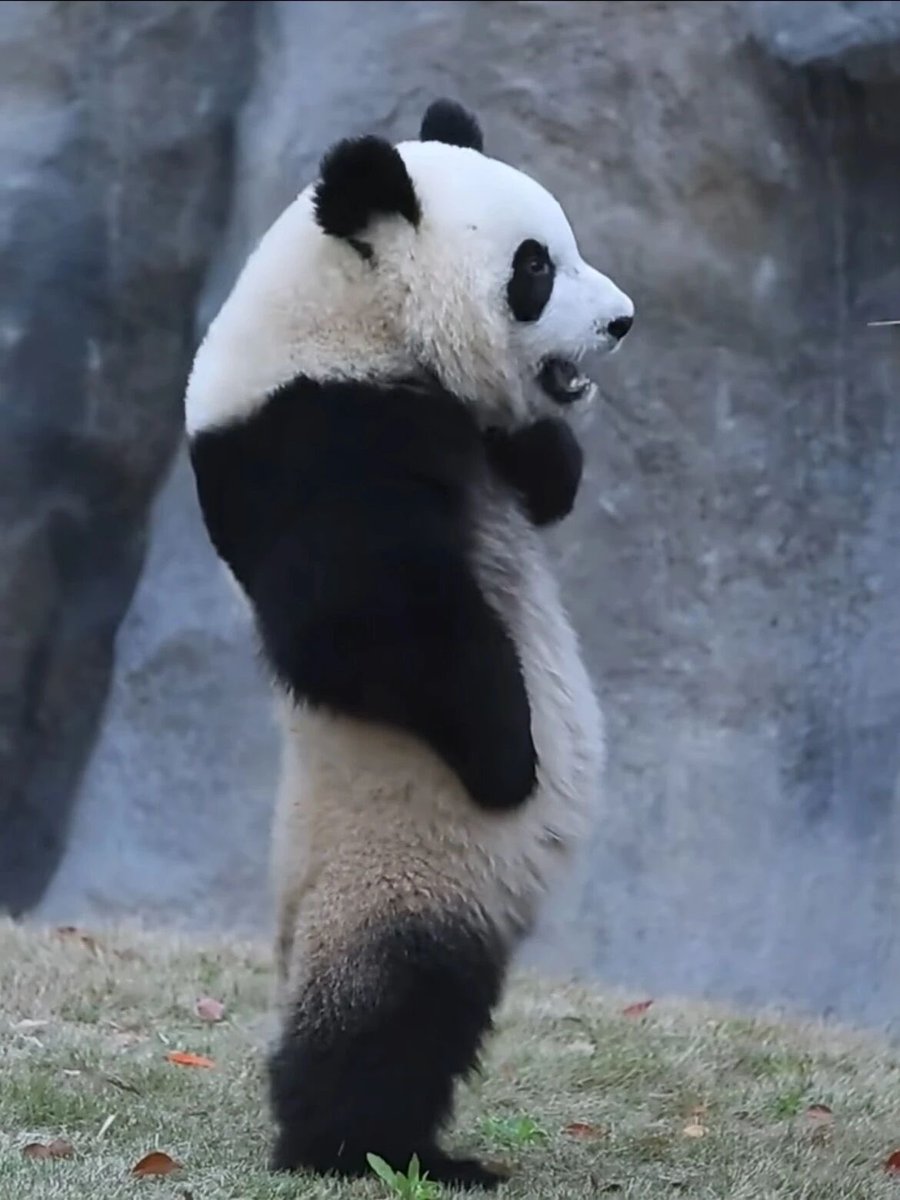 パンダ🐼が両足で直立する愛らしい人気の姿の裏には、飼育員の方々の