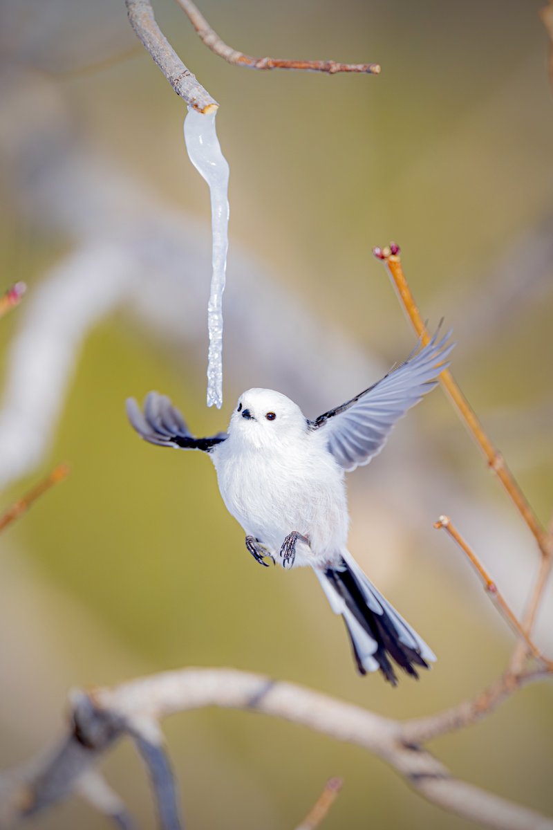 まいる (@claspaoni) on X