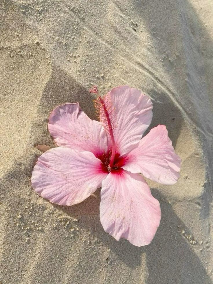 naturaholic's tweet image. 