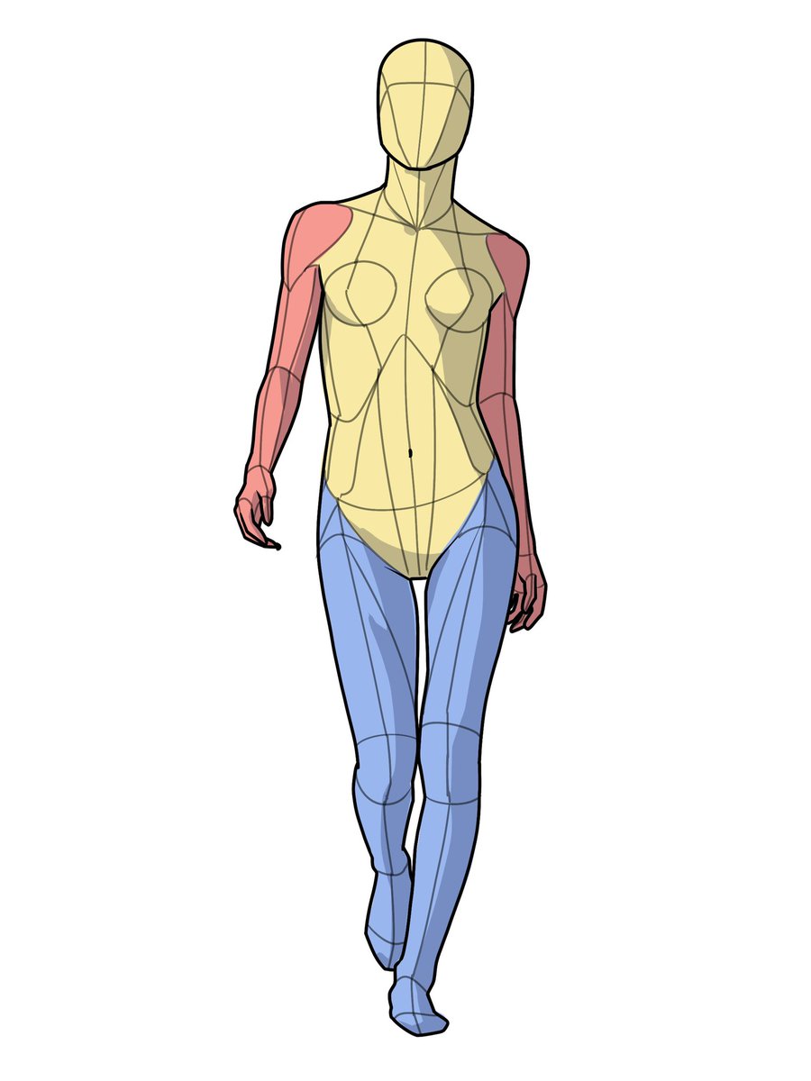 伊豆の美術解剖学者 (@kato_anatomy) on Twitter photo 