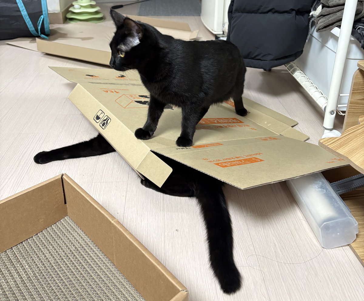 이건 대체 무슨 놀이임,, 왜 그러고 노는데ㅜ