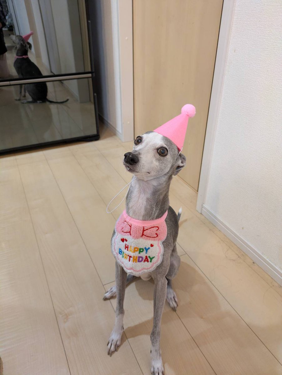 mintfizz's tweet image. 14回目の誕生日おめでとう。まだまだやんちゃなおばあちゃんだけどもっともっと元気でいてください。