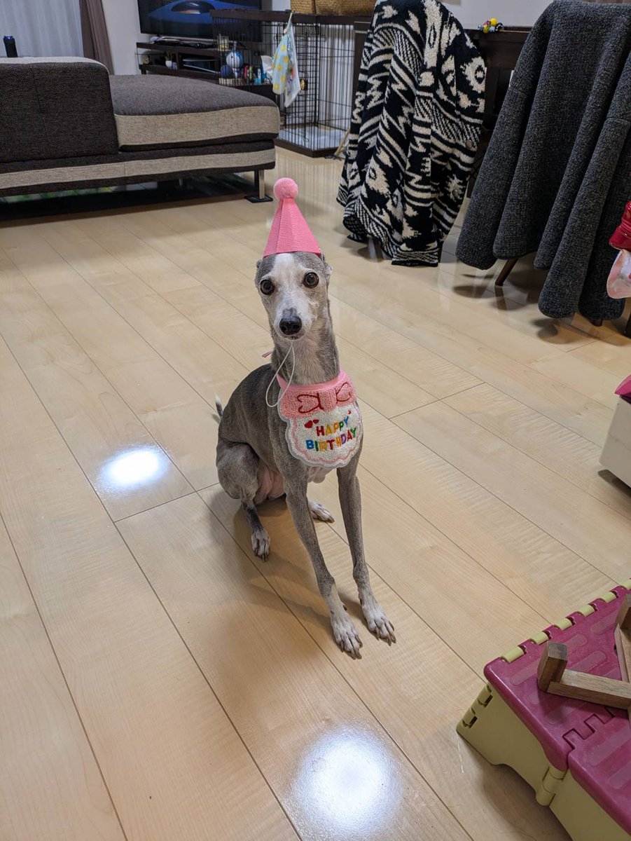 mintfizz's tweet image. 14回目の誕生日おめでとう。まだまだやんちゃなおばあちゃんだけどもっともっと元気でいてください。