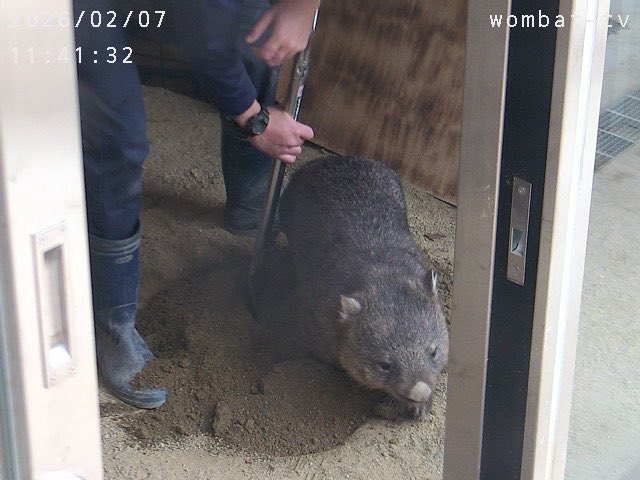 ちょっと前、通ります〜。
#ウォンバット　#五月山動物園
