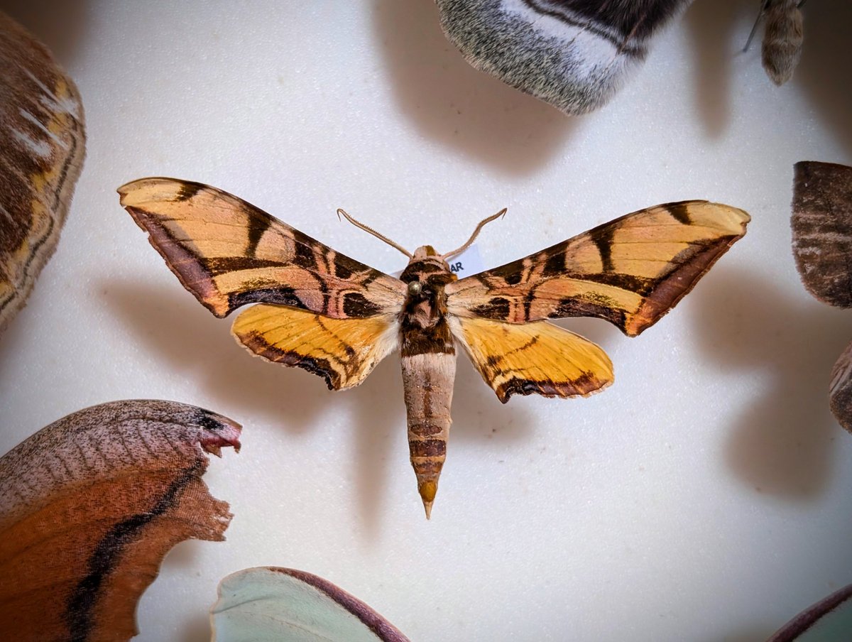 M0 (@mom0mom0mom0m00) / Posts / X