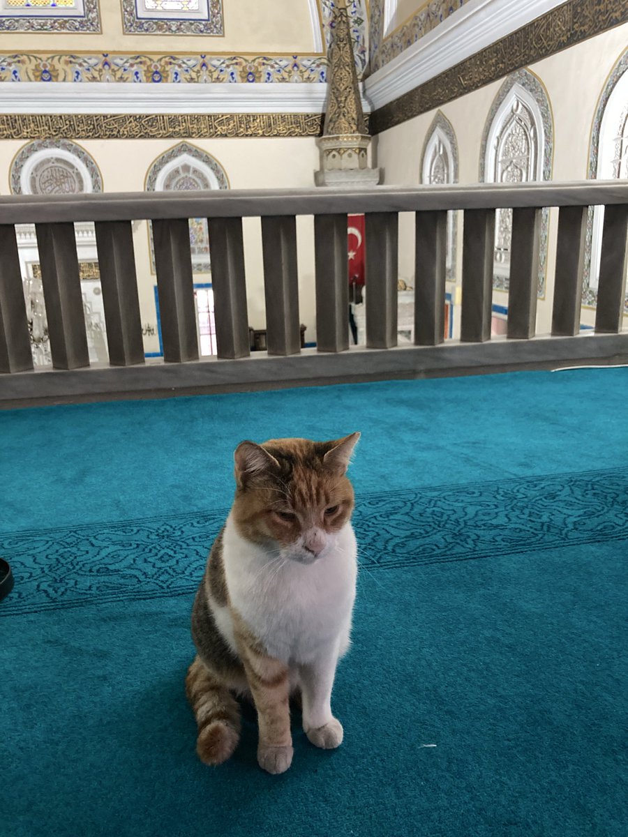 Sen buralara nerden girdin😌??