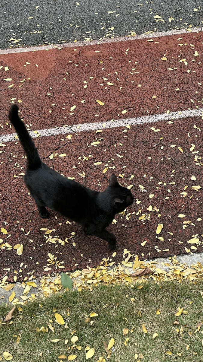 baimifan77's tweet photo. 遇到一只🐱 https://t.co/SV1fPUJfjt