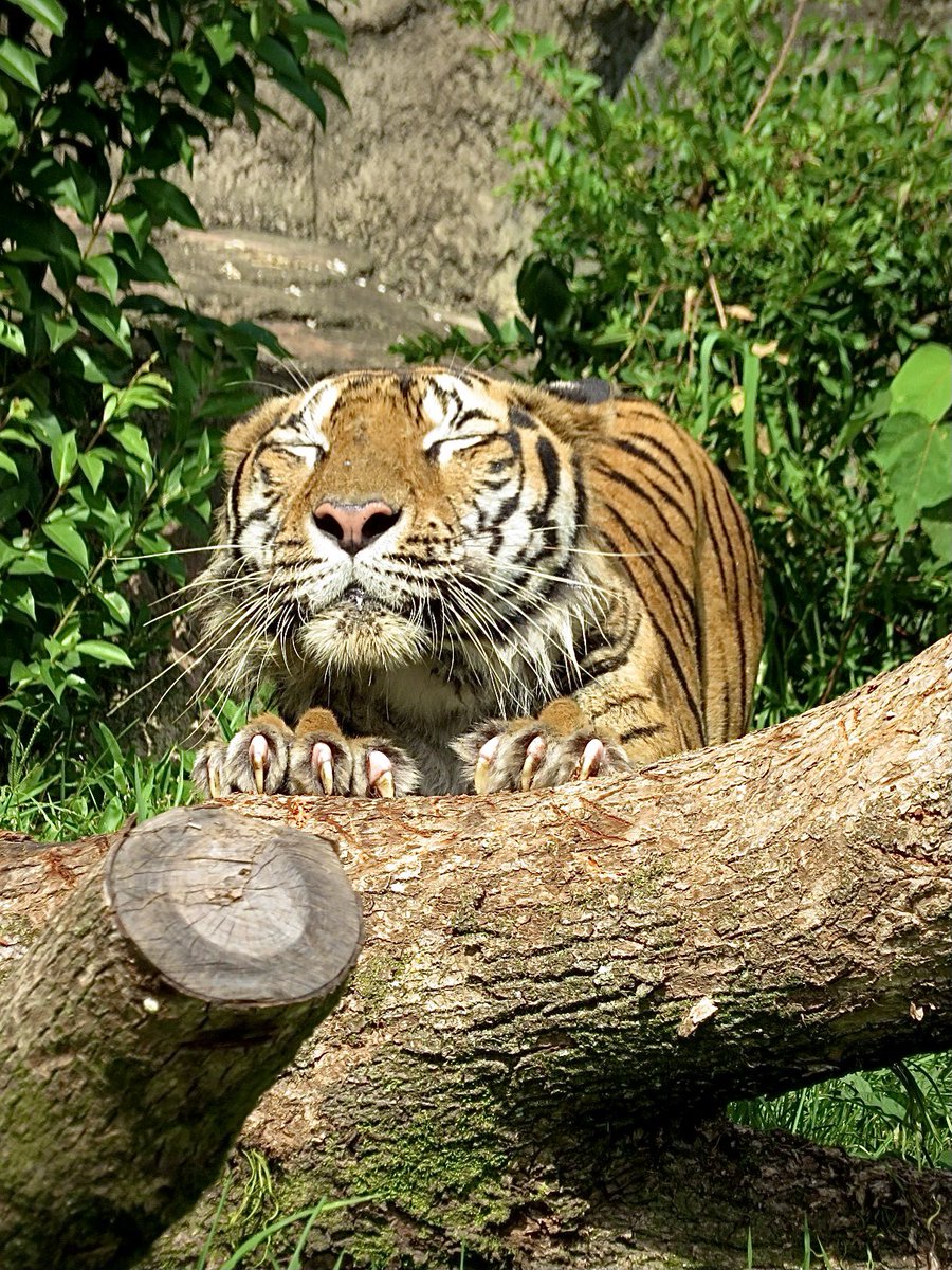 5050n0yukari's tweet image. たまに、
誰かわからなくなるオウガ師匠
　大好きなクスノキで爪を研ぐ
　　　　lovely master OUGA