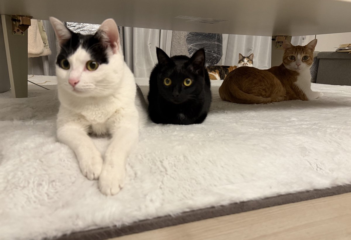 4にゃん勢揃いだよ☺️