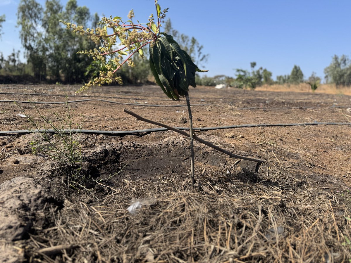 SallThiernolaye's tweet photo. Week-end au champ
La terre ne ment pas đđŸ
Individuellement, chacun doit contribuer à la souveraineté alimentaire.
@TontonVert @wadeabou @DyTAES @PronatEnda @FAOSenegal @Mabouba_Diagne_ @kebetu @FIDAfriqueOuest
#Agroécologie #SouverainetéAlimentaire #Mboro #LaTerreNeMentPas https://t.co/WIkM9tiOdF