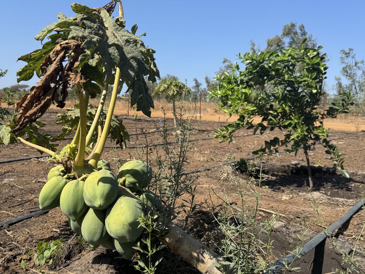 SallThiernolaye's tweet photo. Week-end au champ
La terre ne ment pas đđŸ
Individuellement, chacun doit contribuer à la souveraineté alimentaire.
@TontonVert @wadeabou @DyTAES @PronatEnda @FAOSenegal @Mabouba_Diagne_ @kebetu @FIDAfriqueOuest
#Agroécologie #SouverainetéAlimentaire #Mboro #LaTerreNeMentPas https://t.co/WIkM9tiOdF