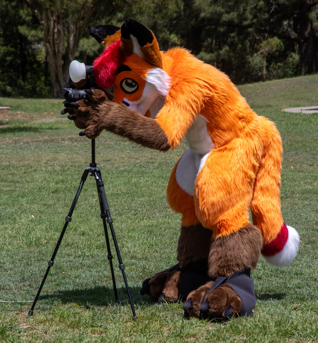 Colto Fox tweet media