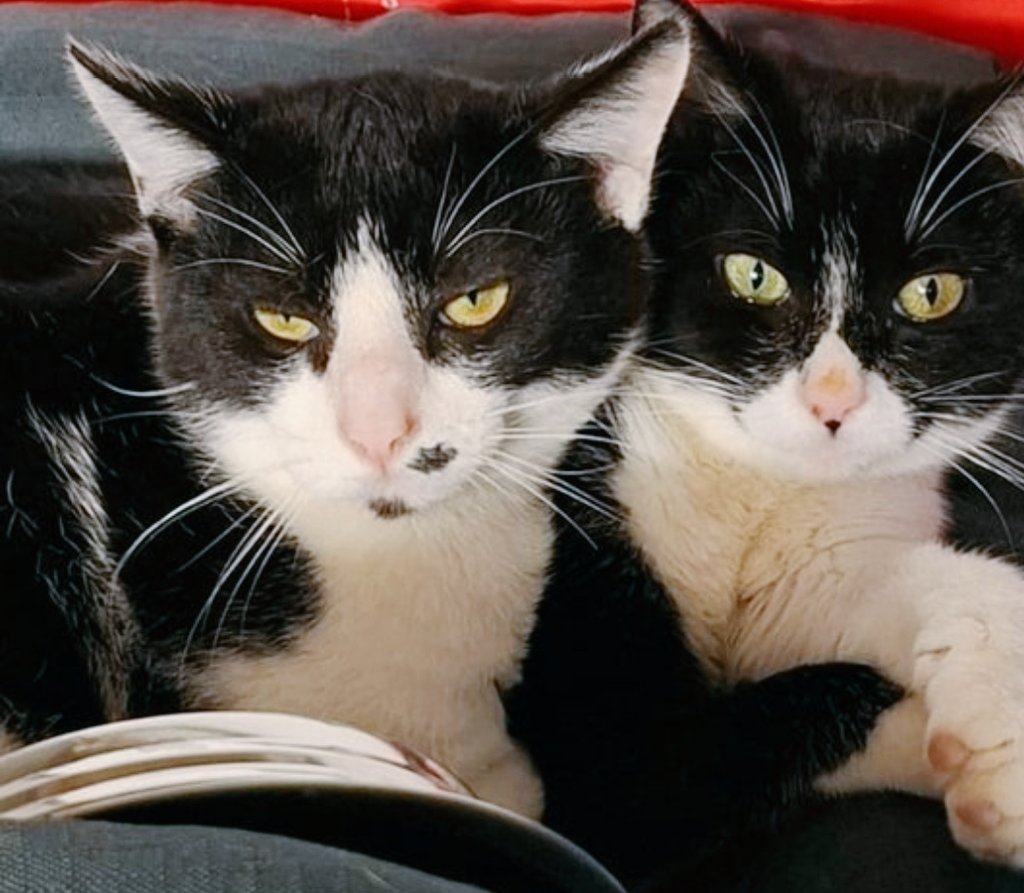 Erta2017's tweet photo. #XarxaCataluñaAdopcions
Dos galletitas oreo, mmm...
#Pigues i #Sinpi
Hermanitos, tienen 5 mesecillos solo 🤍🖤🤍
Chipados, sanísimos, como dos manzanitas.
📩Cto : @OsonaProtectora https://t.co/GAlwO9cwxq