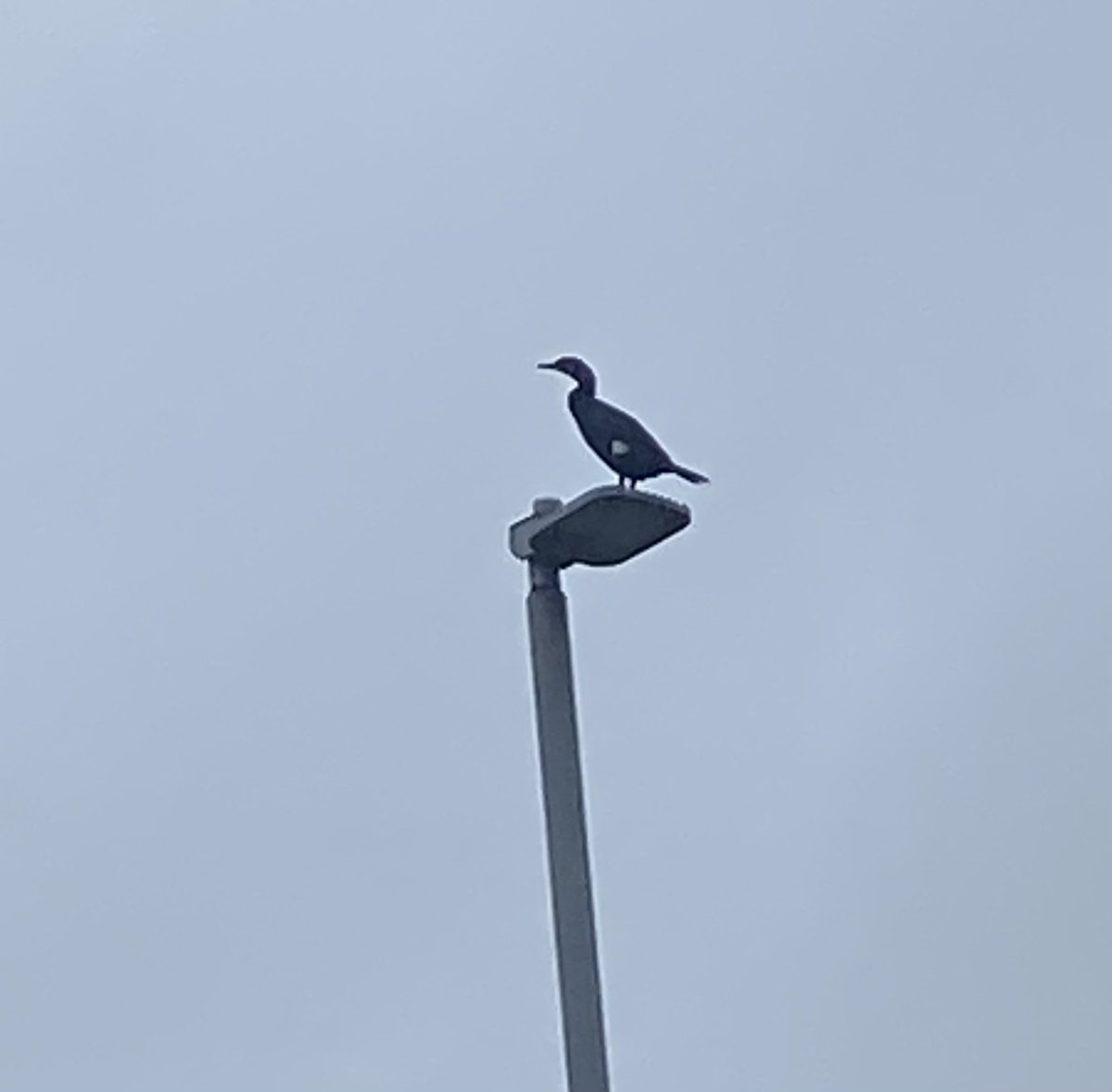 Andy Pearson tweet media