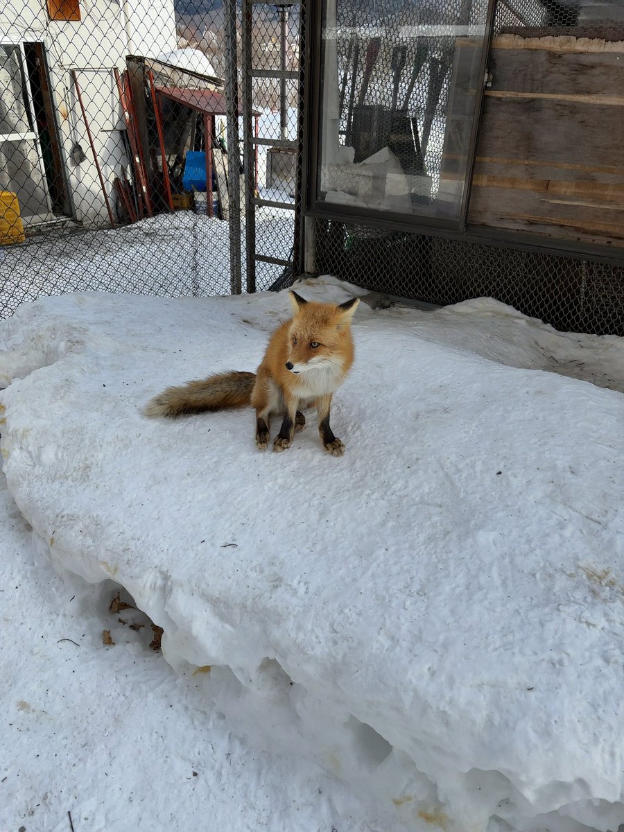 Visdon's tweet image. きょうの出来事