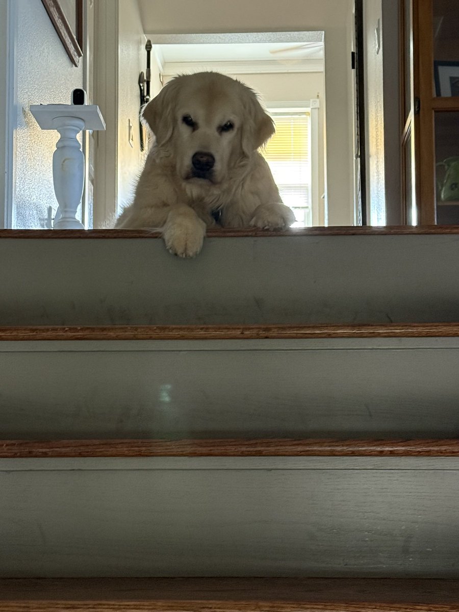 Sampson the Service Dog tweet media