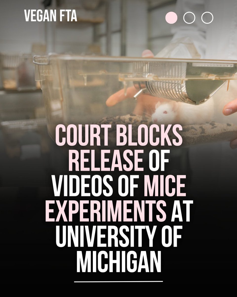 teamveganfta's tweet image. The Michigan Court of Appeals court ruled that the University of Michigan can keep secret video recordings of experiments carried out on mice in a ketamine research project. 🐁

👉 Find out more: veganfta.com/articles/2026/…

#animaltesting #crueltyfree #animalexperiments #science
