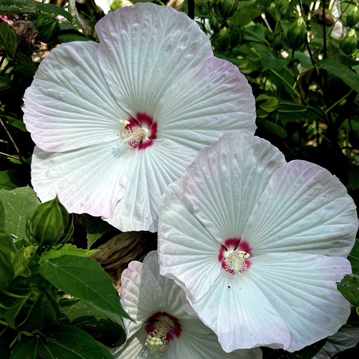 "Falling Like Petals" February 21st ❤️🌺 
distrokid.com/hyperfollow/cr…