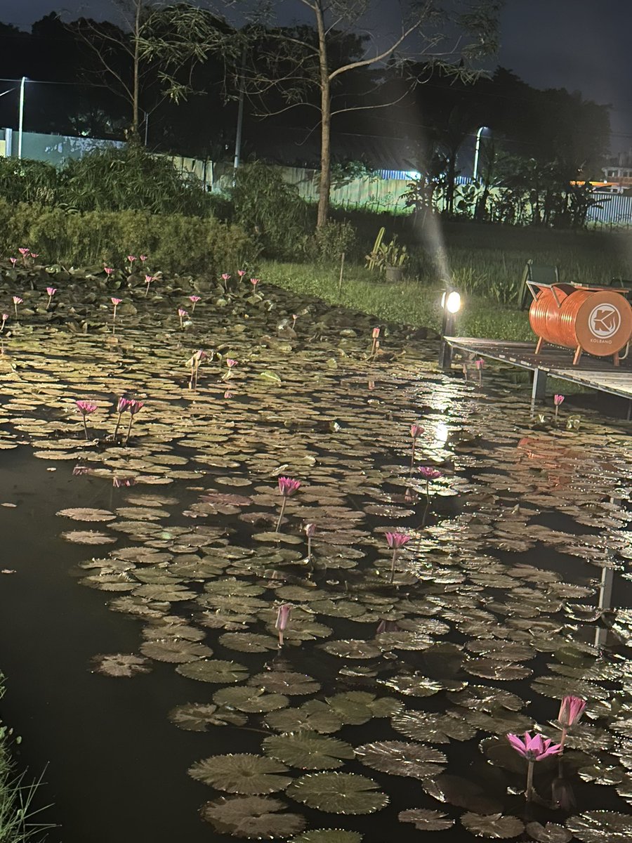 Cuantik ga sih night blooming water lily nya? 🩷
Jarang” nemu soalnya, malah nemu di jogja