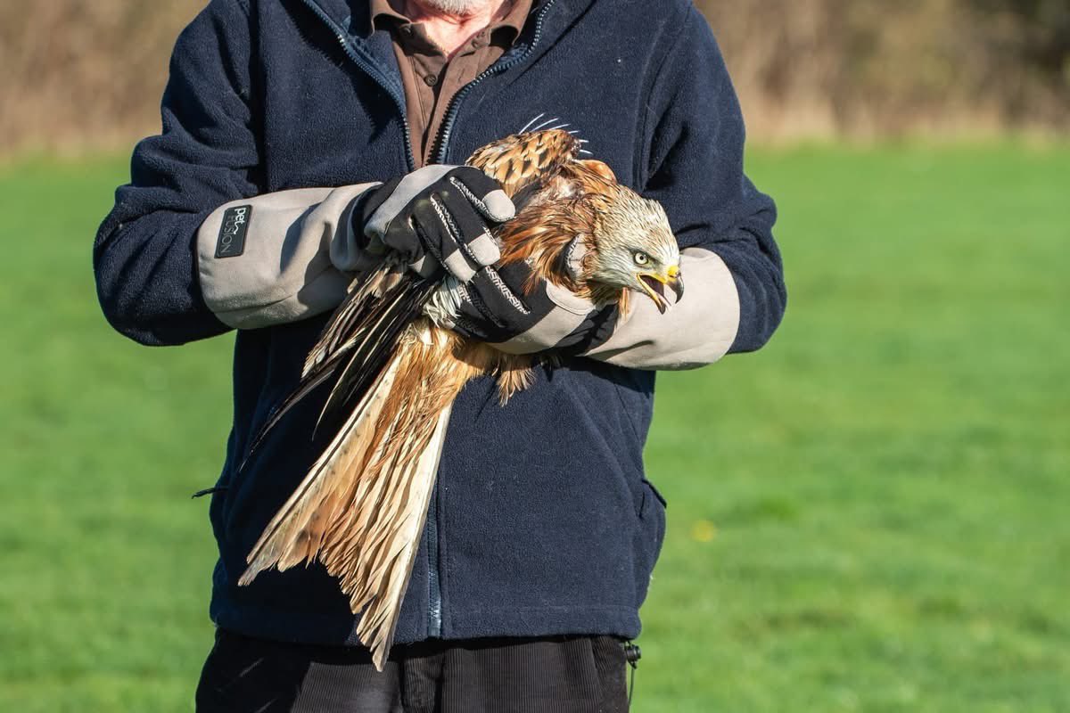 Folly Wildlife Rescue tweet media