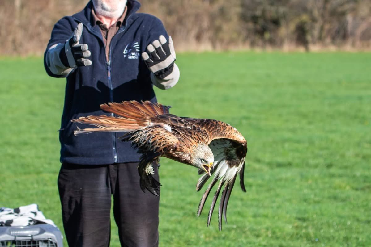 Folly Wildlife Rescue tweet media