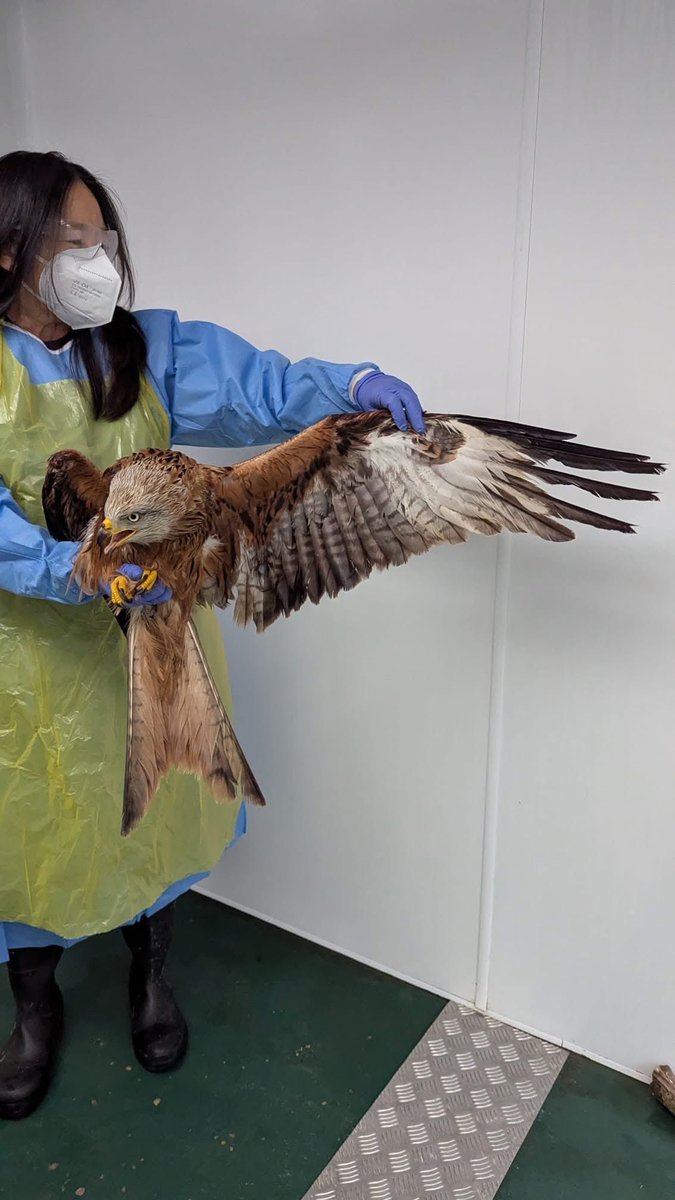 Folly Wildlife Rescue tweet media