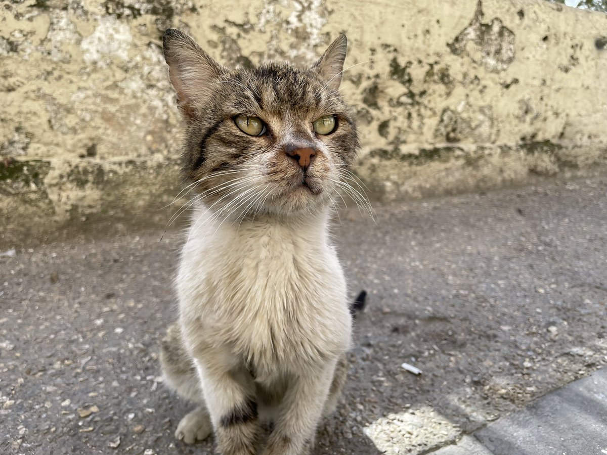 前脚の折れてた猫さんを再訪。眼差しの強い、いい表情の猫さんで、別れ