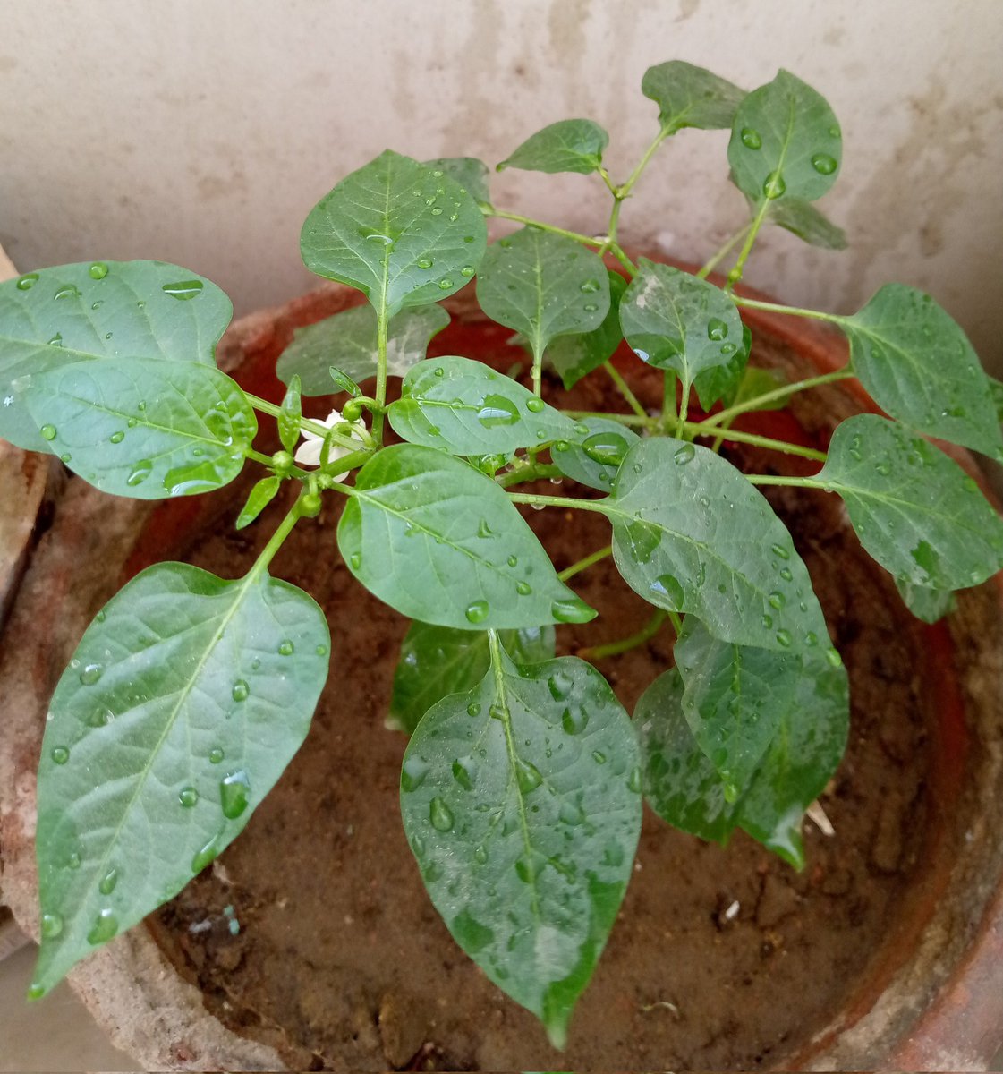 I started to grow spinach and some chilli's, The chilli's are sure taking their time to give fruit anyways it's pretty cool