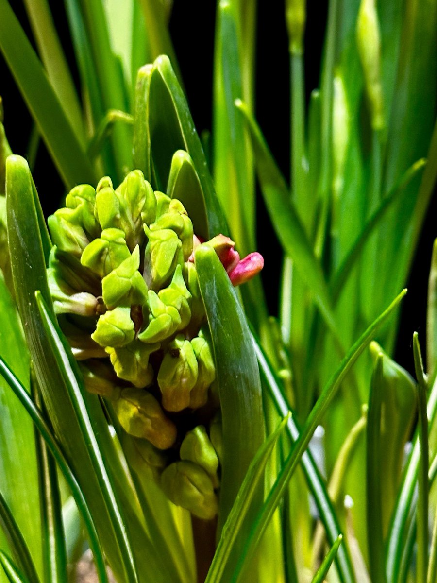 Jo Hackl tweet media