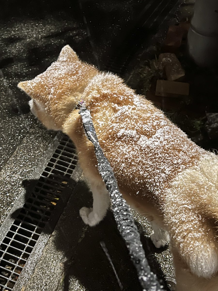 適度に雪を振りかけられてだいぶスイーツ化したウチの本部長、ほぼシューです。