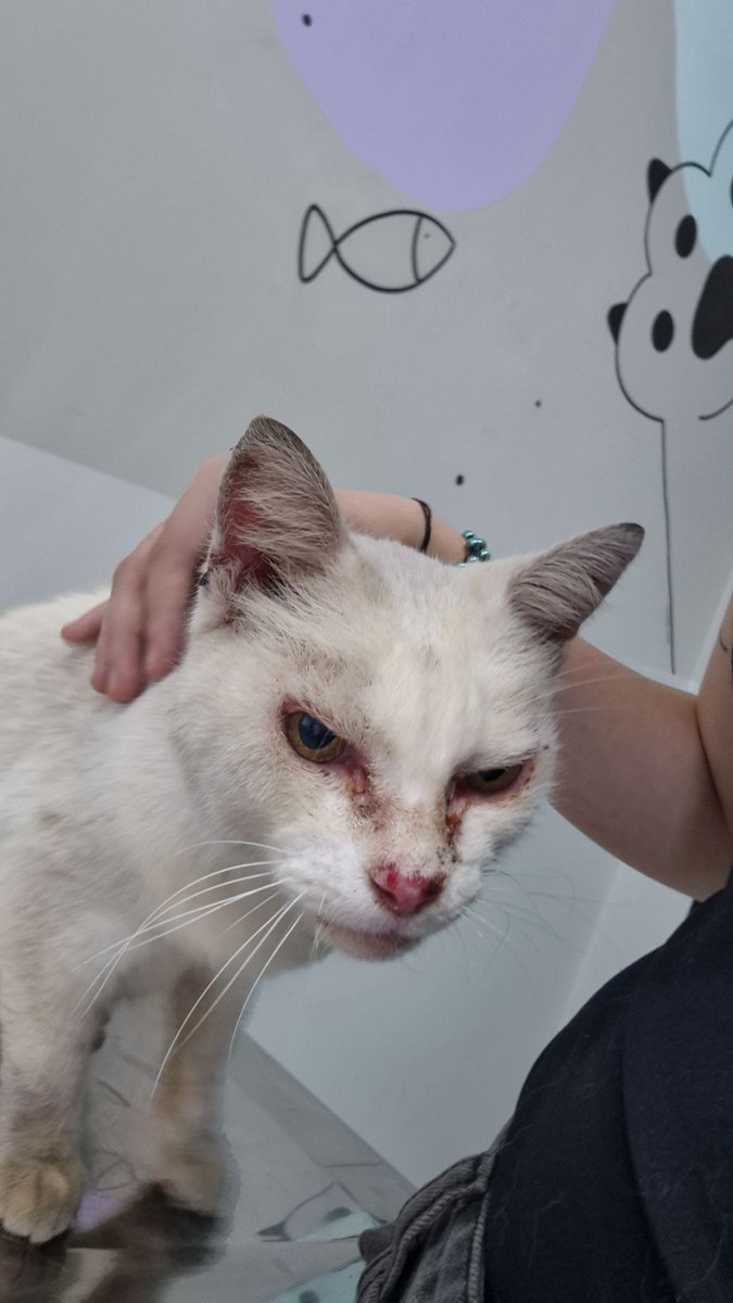 jeanlune_'s tweet photo. Ela vai fazer exame de sangue, fiv+felv e vai coletar amostra da orelhinha machucada, aparentemente esta tudo normal com a neném, mas é bom para ter certeza! Tudo deu 540 reais, mais as medicações que eu provavelmente vou ter que comprar (irei postar NF de tudo).+ https://t.co/QZiNF2g2xL
