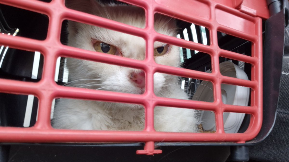 jeanlune_'s tweet photo. Ela vai fazer exame de sangue, fiv+felv e vai coletar amostra da orelhinha machucada, aparentemente esta tudo normal com a neném, mas é bom para ter certeza! Tudo deu 540 reais, mais as medicações que eu provavelmente vou ter que comprar (irei postar NF de tudo).+ https://t.co/QZiNF2g2xL