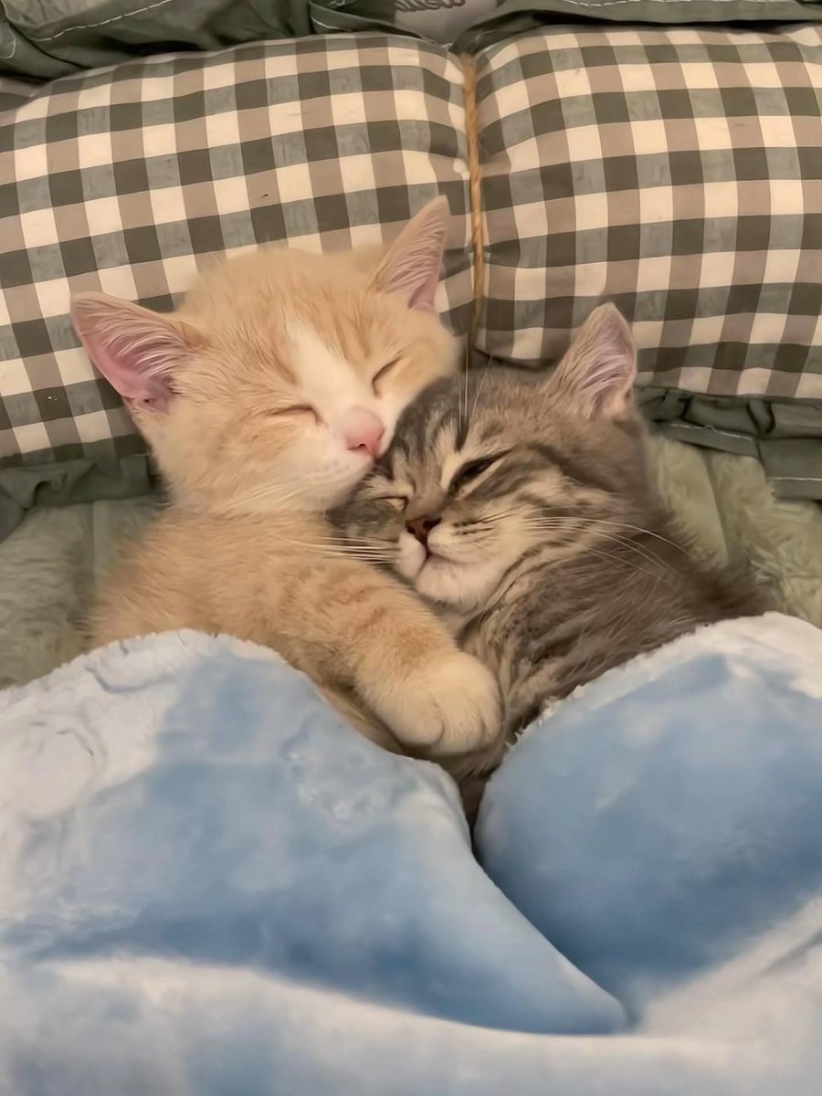 CuteCatsMagic's tweet photo. https://t.co/WkSEvEnfwu