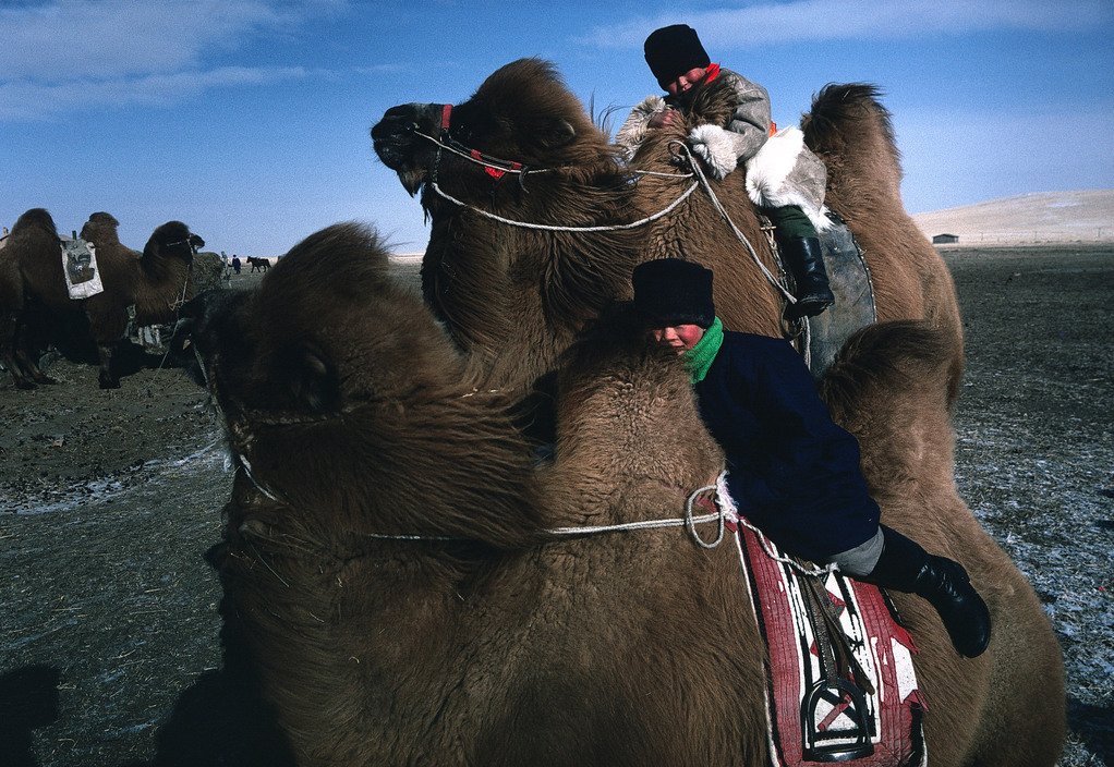 ticlassics's tweet image. Inner Mongolia, 1981.