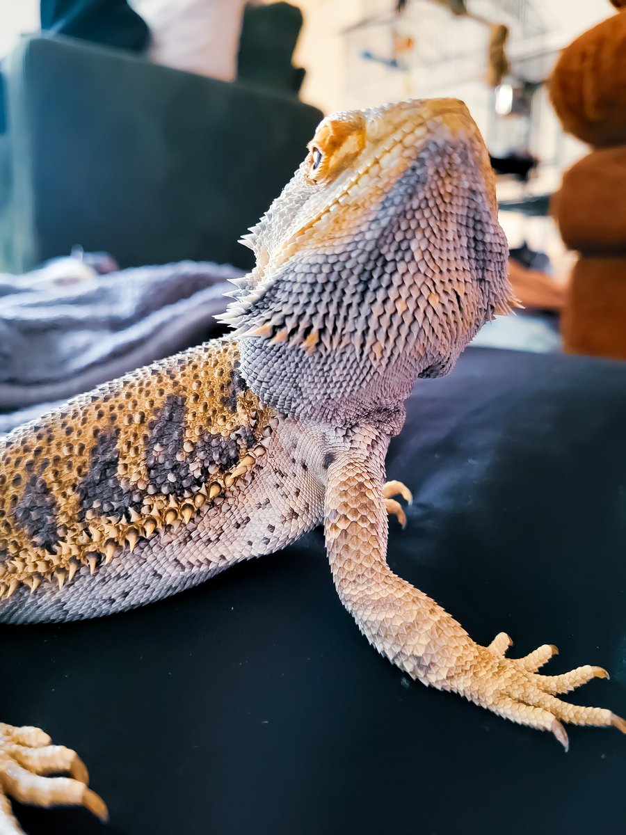 HomeForBeardies's tweet photo. Hello ladies! 

#beardeddragon #reptile #rescue #sanctuary #tulsaok https://t.co/9gRL8HaRgE
