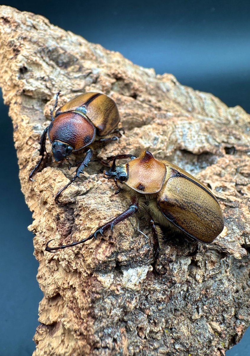 かぶぶくわわ (@mushi_lowkun) / Posts / X