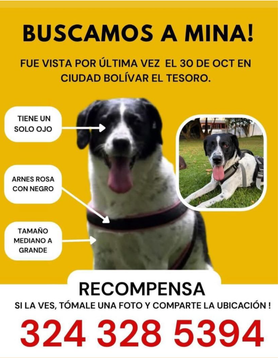 NoticiasRCN's tweet photo. #ServicioSocial | Una familia pide ayuda para encontrar a Mina, una perrita que se perdió el pasado 21 de noviembre en Ciudad Bolívar, Bogotá. La canina es muy fácil de reconocer porque le falta su ojito derecho 🐶💔. Cualquier información, por favor comunicarse a los teléfonos 📞 315 923 0002 - 324 328 5394