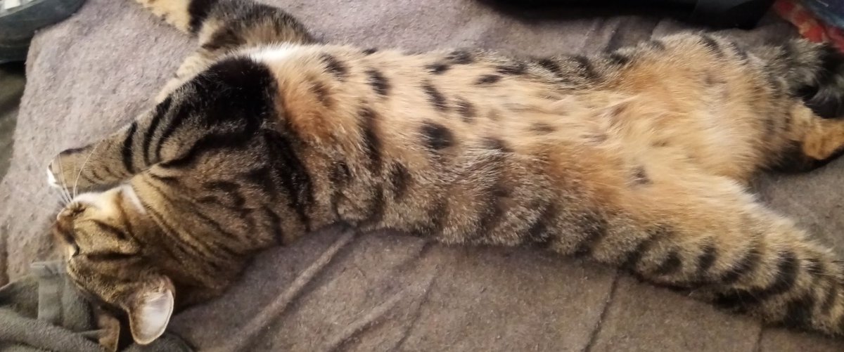 ..... durfte über zwei stunden 🐈Áine das bäuchlein reiben, das dabei von ihr emittierte geräusch war ein gemisch aus schnurren und schnarchen.....