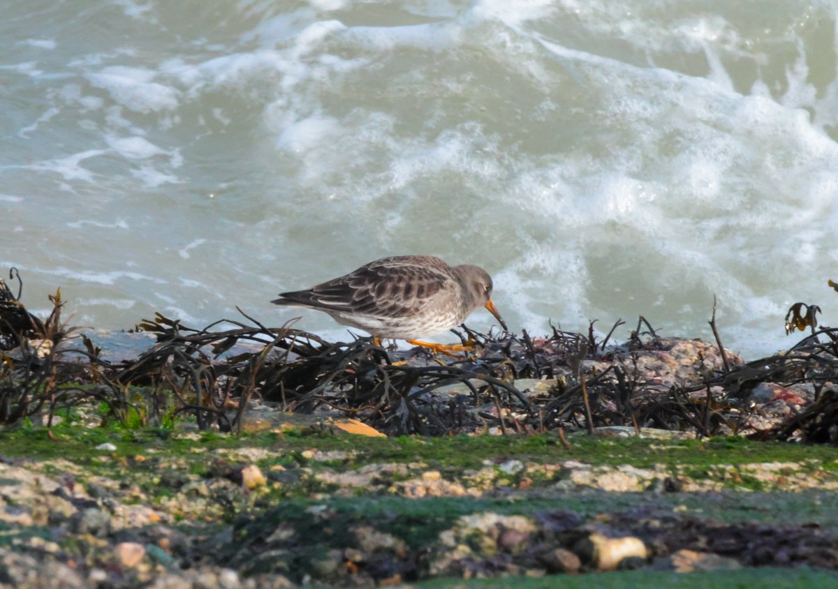 MeathBirder's tweet image. Best from Howth Harbour this morning.  One Purple Sandpiper (pictured) East Pier lighthouse end, 4 Shag, 4 GBB Gull, 1 Black Guillemot, 2 GN Diver, 2 Rock Pipit and all the other usuals. #birding #birds