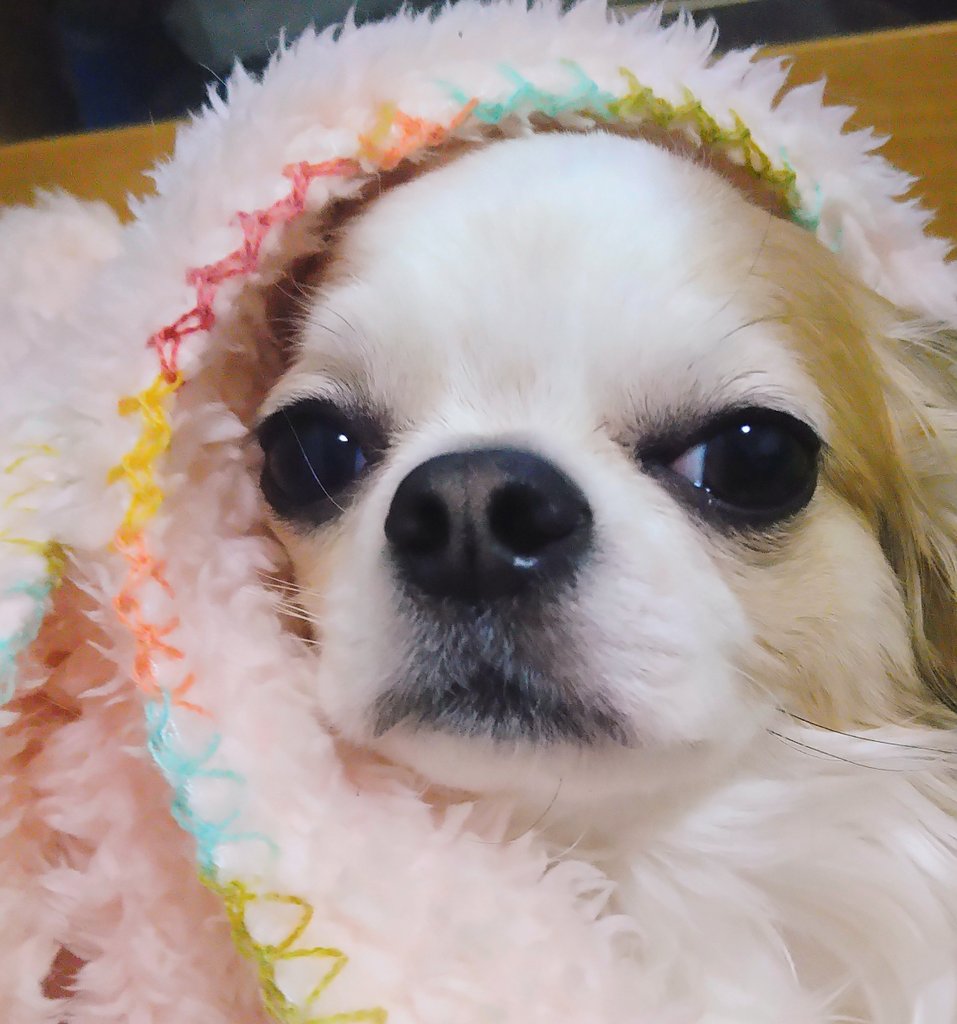 _1926rr_cs's tweet photo. お気に入りのブランケットにくるまってる息子🐶
もうすぐ3歳だけどいつまでもベビーフェイスで可愛い🥰
#チワワ
#チワワのいる暮らし 
#犬のいる幸せ https://t.co/Saduo2iYoH