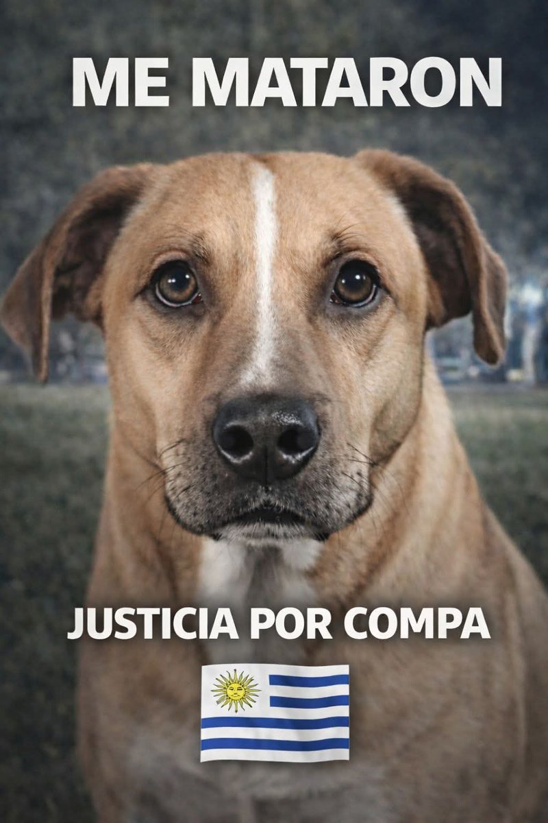 SilvanaDFrances's tweet image. Hoy, marcha organizada en busca de justicia para Compa, asesinado en Paso de los Toros
Distintas agrupaciones nos convocan a marchar en Montevideo, para que su historia no quede en silencio
Día: 7/02
Hora: 18 h
Lugar: Palacio Legislativo
Montevideo 👇👇👇