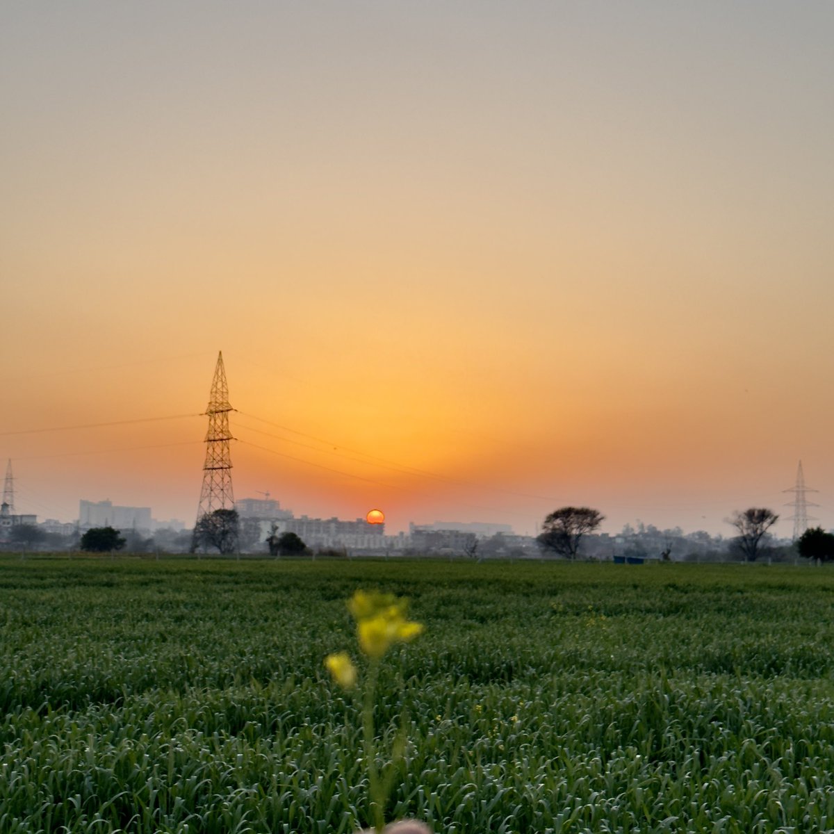 Pedaling through green fields, I borrowed fire from the sunset and peace from the wind 🌅🚲🌾