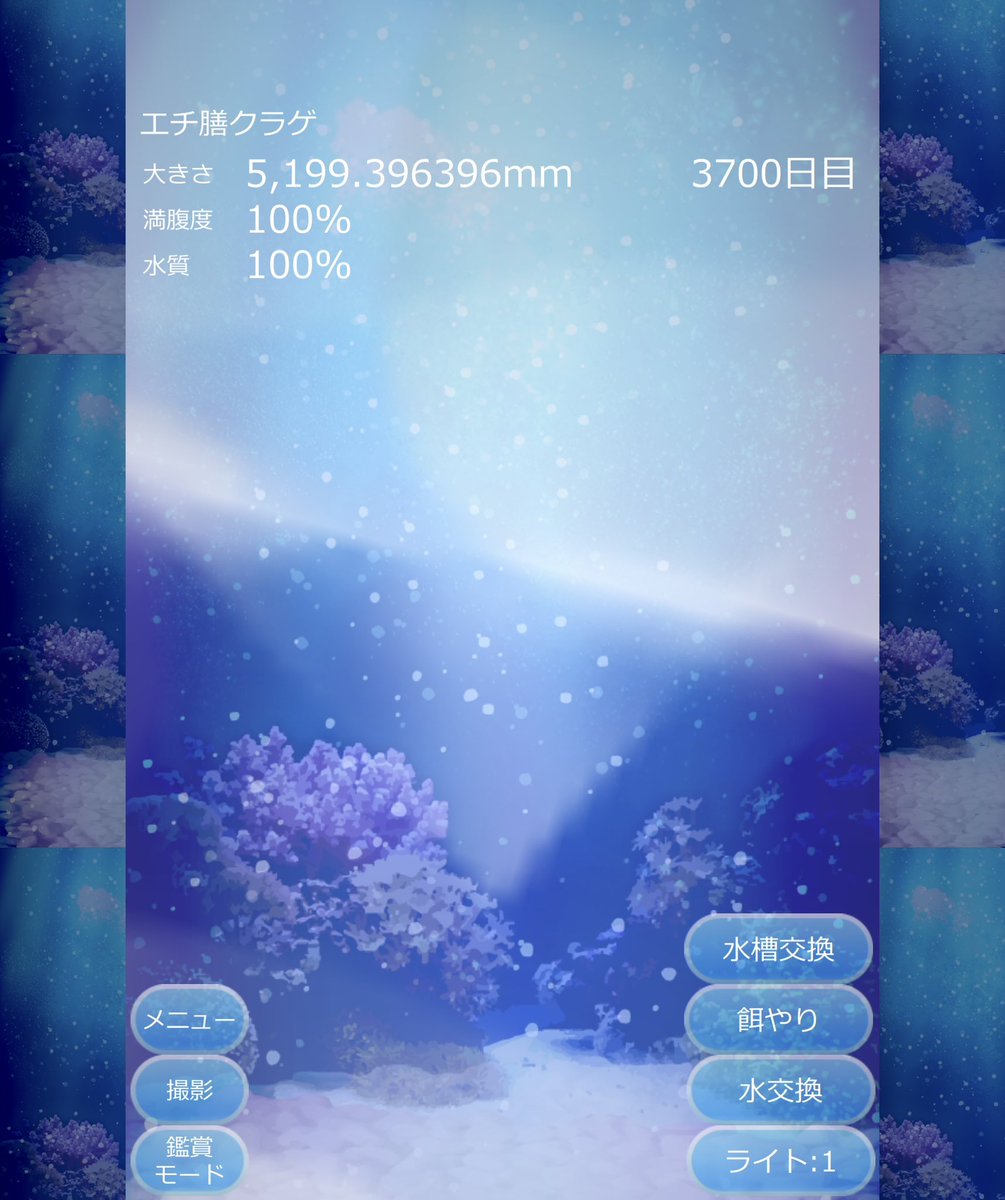 shima_BT's tweet photo. うちのエチ膳クラゲがここまで大きくなりました(3700日目) https://t.co/iwuYqIUxQg