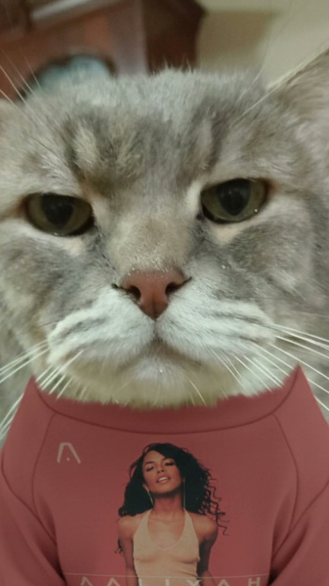 Marypinkcrazy's tweet photo. Mi gato Scooby con una sudadera de Aaliyah, es IA pero amo esa foto 🥹🥰🥰🥰🥰 https://t.co/23MbdlCtp3