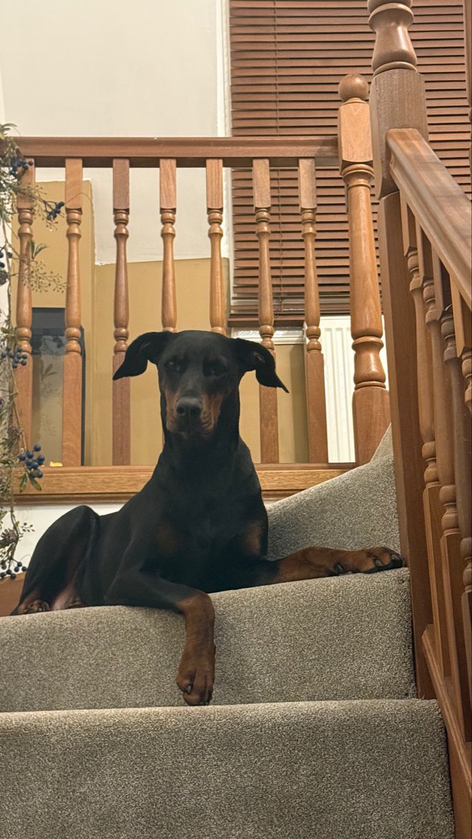 Roxy when she heard Penny the Doberman won best in show 🏆 #pennydoberman
#bestinshow
