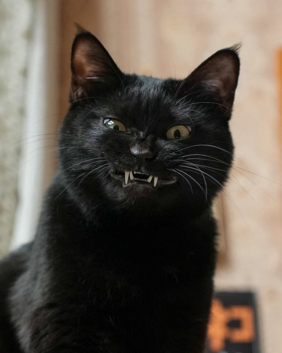 黒猫つくねちゃん太しっぽ (@oreo_blackcat) / Posts / X